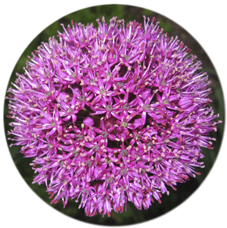 Allium round